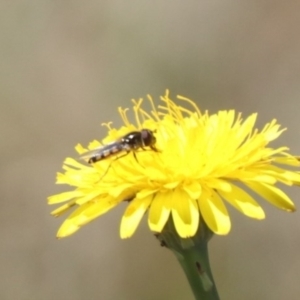 Syrphini sp. (tribe) at Gungahlin, ACT - 1 Nov 2023