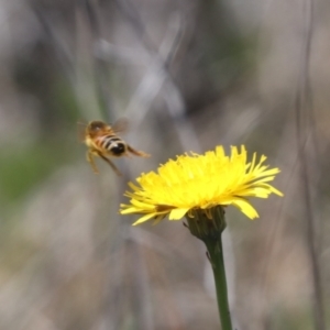 Apis mellifera at Gungahlin, ACT - 1 Nov 2023 11:51 AM