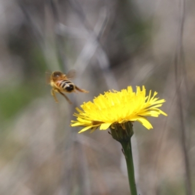 Apis mellifera (European honey bee) at Mulanggari Grasslands - 1 Nov 2023 by HappyWanderer