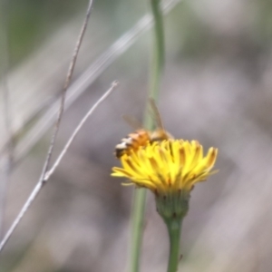 Apis mellifera at Gungahlin, ACT - 1 Nov 2023 11:51 AM