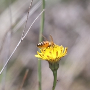 Apis mellifera at Gungahlin, ACT - 1 Nov 2023 11:51 AM