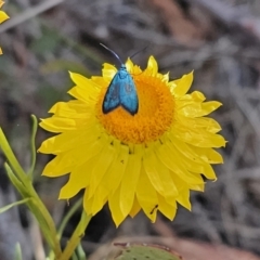 Pollanisus (genus) at Carwoola, NSW - 2 Nov 2023