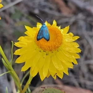 Pollanisus (genus) at Carwoola, NSW - 2 Nov 2023