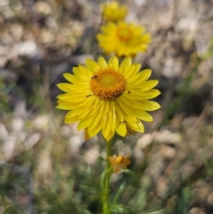 Xerochrysum viscosum at Carwoola, NSW - 2 Nov 2023 04:46 PM