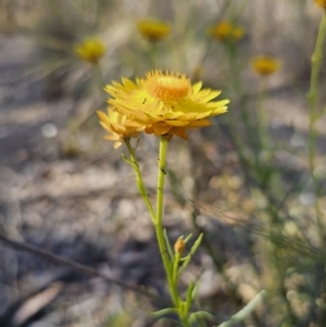 Xerochrysum viscosum at Carwoola, NSW - 2 Nov 2023 04:46 PM