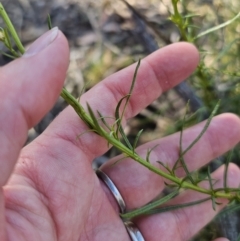 Xerochrysum viscosum at Carwoola, NSW - 2 Nov 2023 04:46 PM