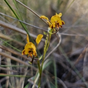 Diuris semilunulata at Carwoola, NSW - suppressed