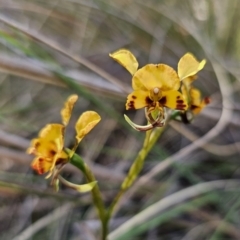 Diuris semilunulata at Carwoola, NSW - suppressed