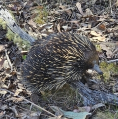 Tachyglossus aculeatus (Short-beaked Echidna) at QPRC LGA - 2 Nov 2023 by Csteele4