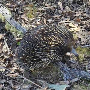 Tachyglossus aculeatus at Carwoola, NSW - 2 Nov 2023