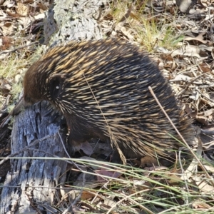 Tachyglossus aculeatus at Carwoola, NSW - 2 Nov 2023