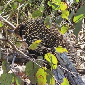 Tachyglossus aculeatus at Carwoola, NSW - 2 Nov 2023