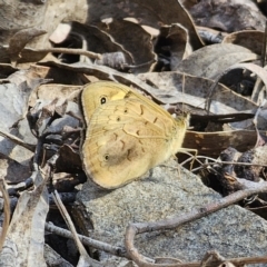 Heteronympha merope (Common Brown Butterfly) at Carwoola, NSW - 2 Nov 2023 by Csteele4