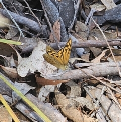 Heteronympha merope at Carwoola, NSW - 2 Nov 2023