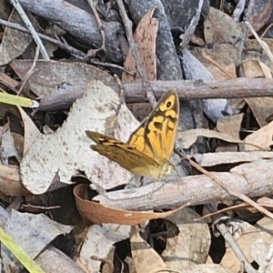 Heteronympha merope at Carwoola, NSW - 2 Nov 2023