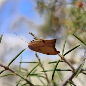 Tortricopsis uncinella at Carwoola, NSW - 2 Nov 2023