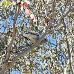 Colluricincla harmonica (Grey Shrikethrush) at Carwoola, NSW - 2 Nov 2023 by Csteele4