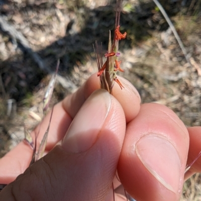 Rytidosperma pallidum (Red-anther Wallaby Grass) at Mount Majura - 2 Nov 2023 by Weasey138