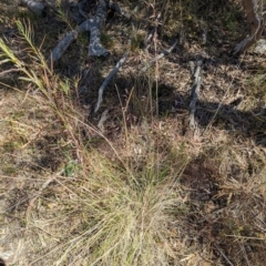 Rytidosperma pallidum at Majura, ACT - 2 Nov 2023 03:00 PM