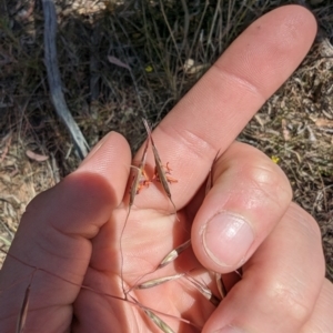 Rytidosperma pallidum at Majura, ACT - 2 Nov 2023 03:00 PM