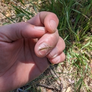 Mutusca brevicornis at Majura, ACT - 2 Nov 2023