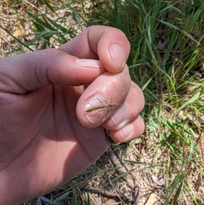 Mutusca brevicornis (A broad-headed bug) at Mount Majura - 2 Nov 2023 by Weasey138