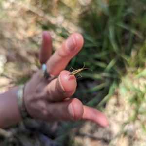 Mutusca brevicornis at Majura, ACT - 2 Nov 2023