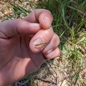 Mutusca brevicornis at Majura, ACT - 2 Nov 2023