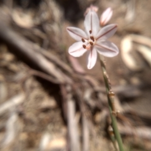 Asphodelus fistulosus at Cooma, NSW - 2 Nov 2023