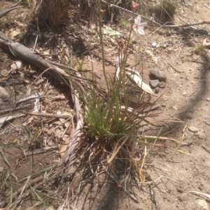 Asphodelus fistulosus at Cooma, NSW - 2 Nov 2023