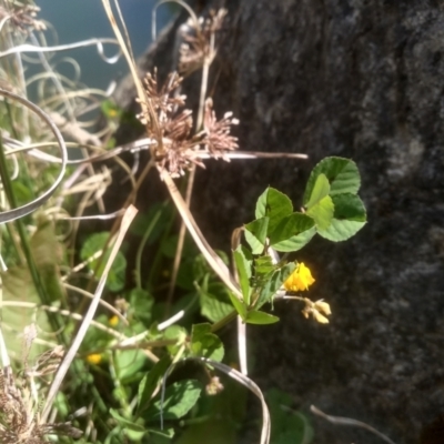 Medicago arabica (Spotted Burr Medic) at Cooma, NSW - 2 Nov 2023 by mahargiani