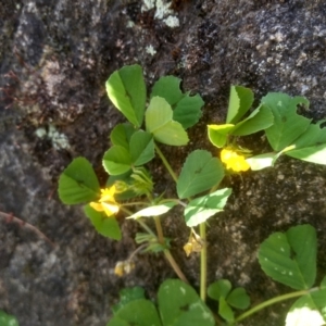 Medicago arabica at Cooma, NSW - 2 Nov 2023