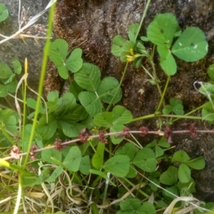 Medicago arabica at Cooma, NSW - 2 Nov 2023