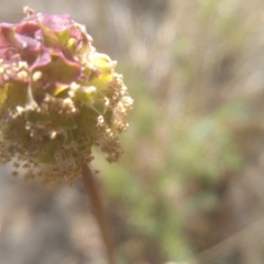 Sanguisorba minor at Cooma, NSW - 2 Nov 2023