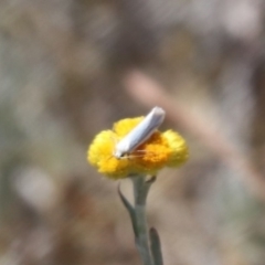 Oecophoridae (family) (Unidentified Oecophorid concealer moth) at Mulanggari Grasslands - 1 Nov 2023 by HappyWanderer