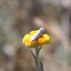 Oecophoridae (family) at Gungahlin, ACT - 1 Nov 2023