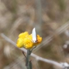 Oecophoridae (family) at Gungahlin, ACT - 1 Nov 2023