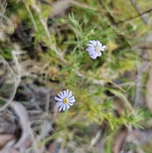 Vittadinia muelleri at Carwoola, NSW - 2 Nov 2023