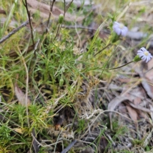 Vittadinia muelleri at Carwoola, NSW - 2 Nov 2023