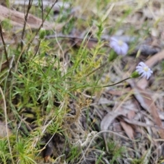 Vittadinia muelleri at Carwoola, NSW - 2 Nov 2023