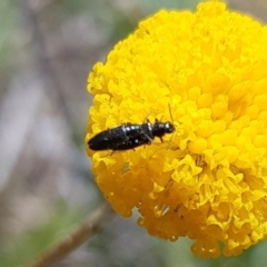 Dasytinae (subfamily) (Soft-winged flower beetle) at Mulanggari Grasslands - 1 Nov 2023 by HappyWanderer