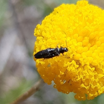 Dasytinae (subfamily) (Soft-winged flower beetle) at Gungahlin, ACT - 1 Nov 2023 by HappyWanderer
