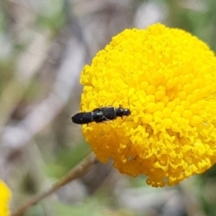 Dasytinae (subfamily) at Mulanggari NR (MUL_11) - 1 Nov 2023