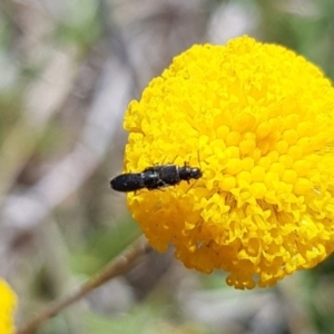 Dasytinae (subfamily) at Mulanggari NR (MUL_11) - 1 Nov 2023