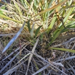 Lomandra bracteata (Small Matrush) at The Pinnacle - 21 Oct 2023 by sangio7