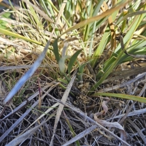 Lomandra bracteata at Belconnen, ACT - 22 Oct 2023