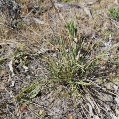 Lomandra bracteata at Belconnen, ACT - 22 Oct 2023