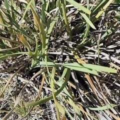 Lomandra bracteata at Belconnen, ACT - 22 Oct 2023