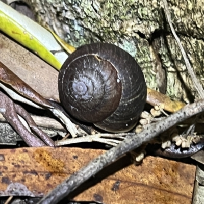 Ponderconcha morosa at Brunswick Heads, NSW - 28 Oct 2023 by LockyC