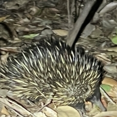 Tachyglossus aculeatus (Short-beaked Echidna) at Brunswick Heads, NSW - 28 Oct 2023 by LockyC